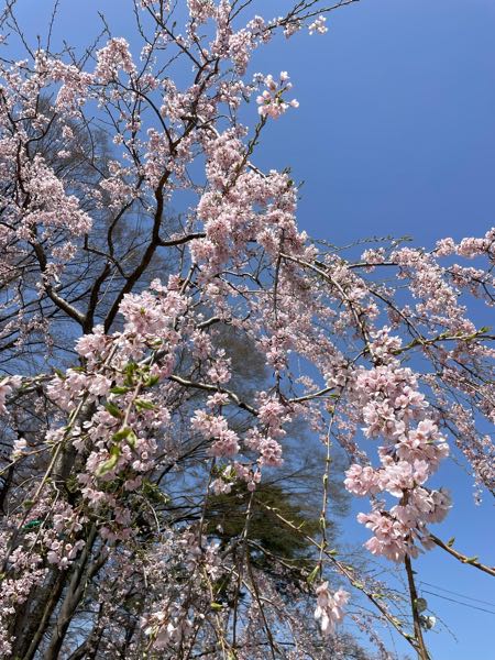 高田城址公園