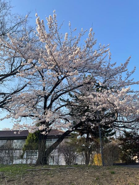 桜