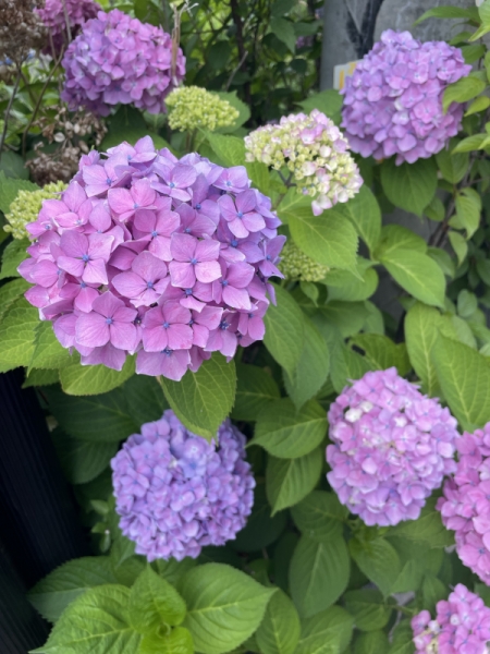 紫陽花