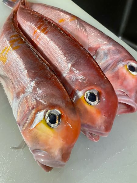 甘鯛