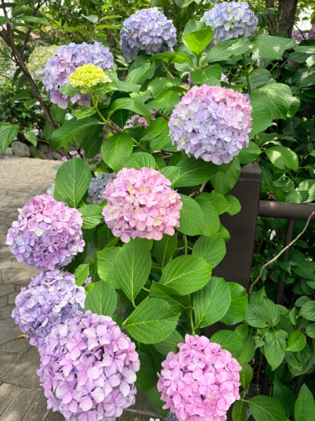 紫陽花